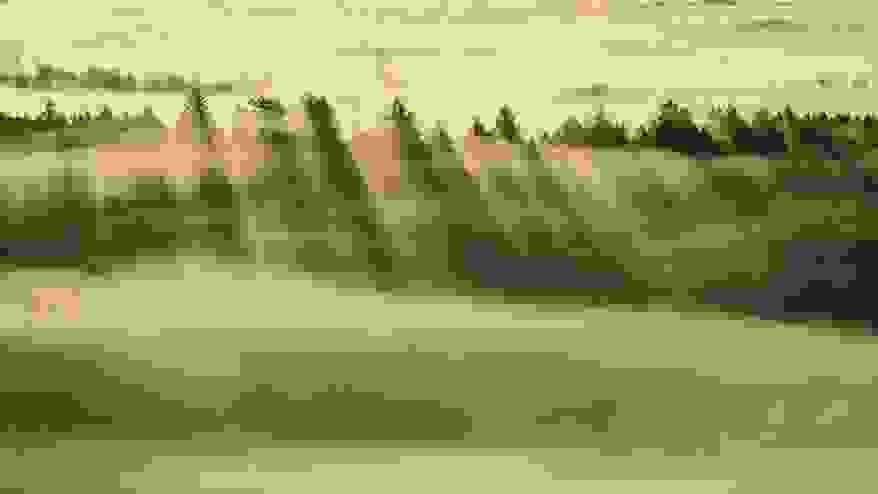 foggy-forest.jpg