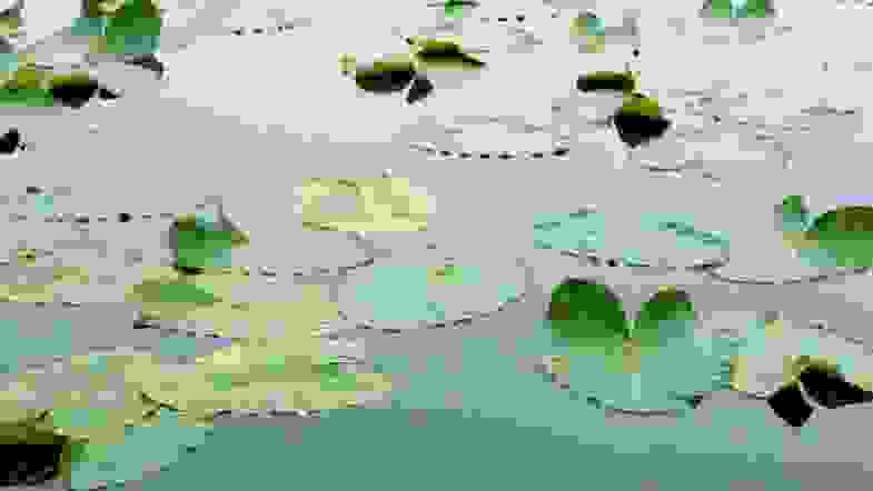 Zoom: floating-leaves.jpg