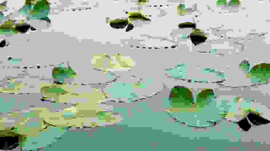 floating-leaves.jpg