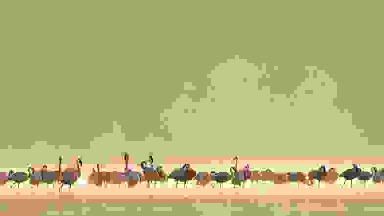 Zoom: flamingos.jpg