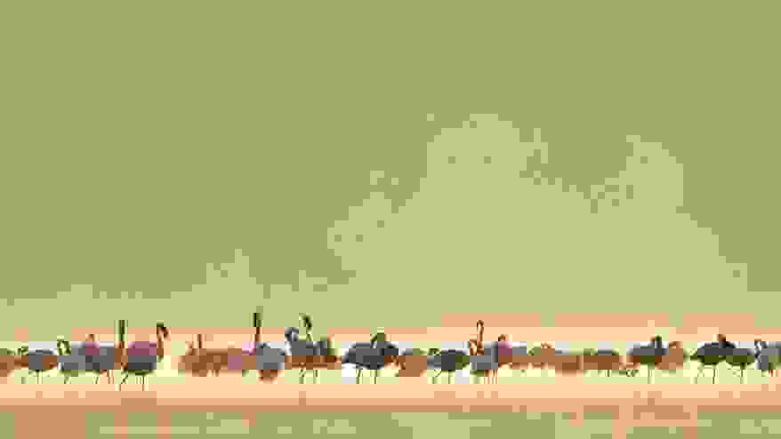 flamingos.jpg