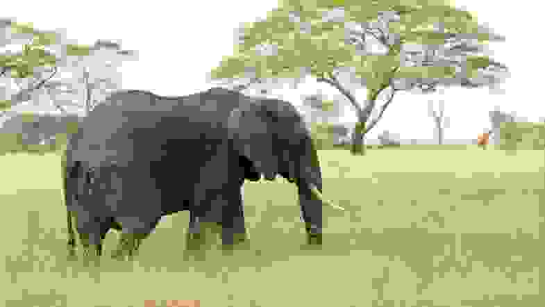 Zoom: elephant.jpg