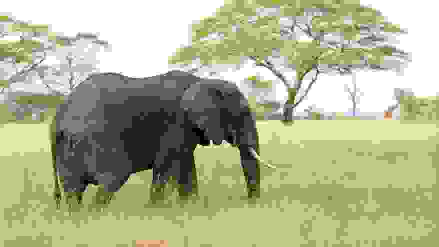 elephant.jpg