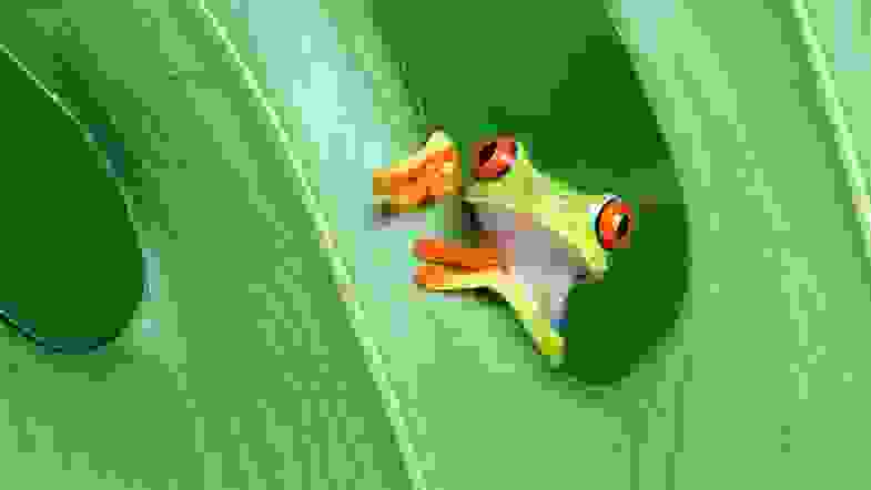 Zoom: frog.jpg