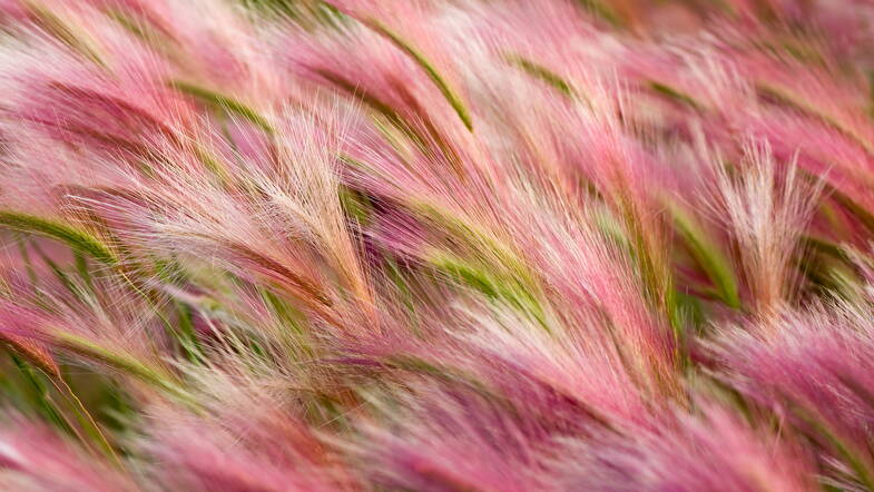 Zoom: foxtail-barley.jpg