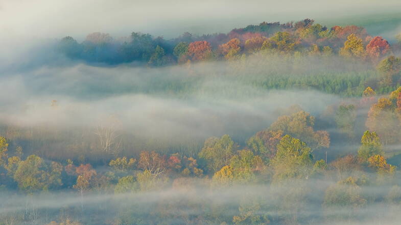 Zoom: forest-in-mist.jpg